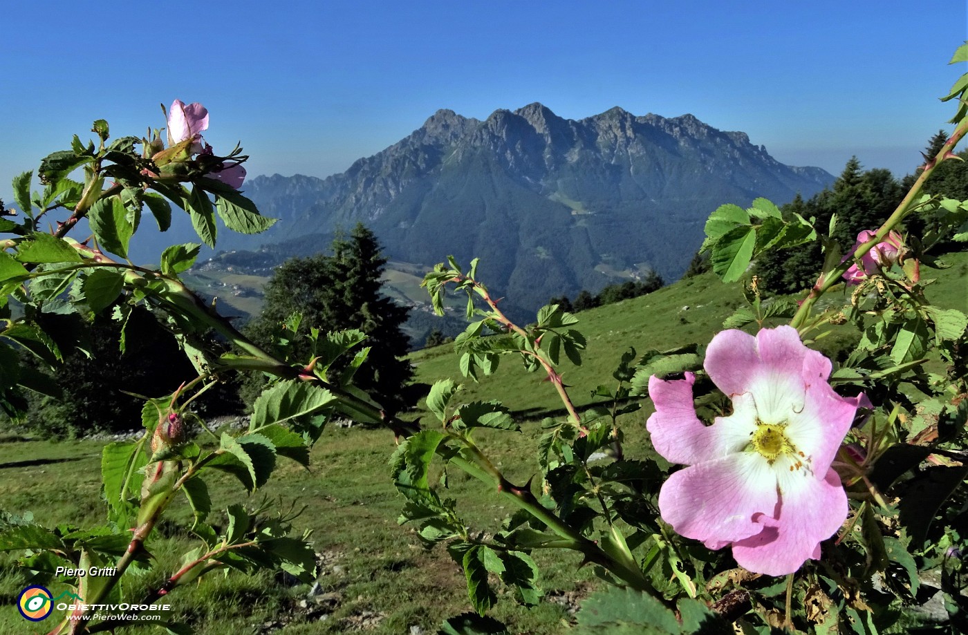 09 Rosa canina sul sent. 221 per Rif. Capanna 2000 con vista in Alben .JPG - 